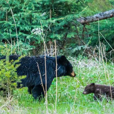 Black Bear and Cub near Tower Junction, USA