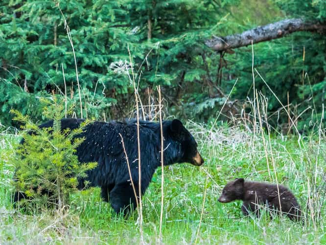 Black Bear and Cub near Tower Junction