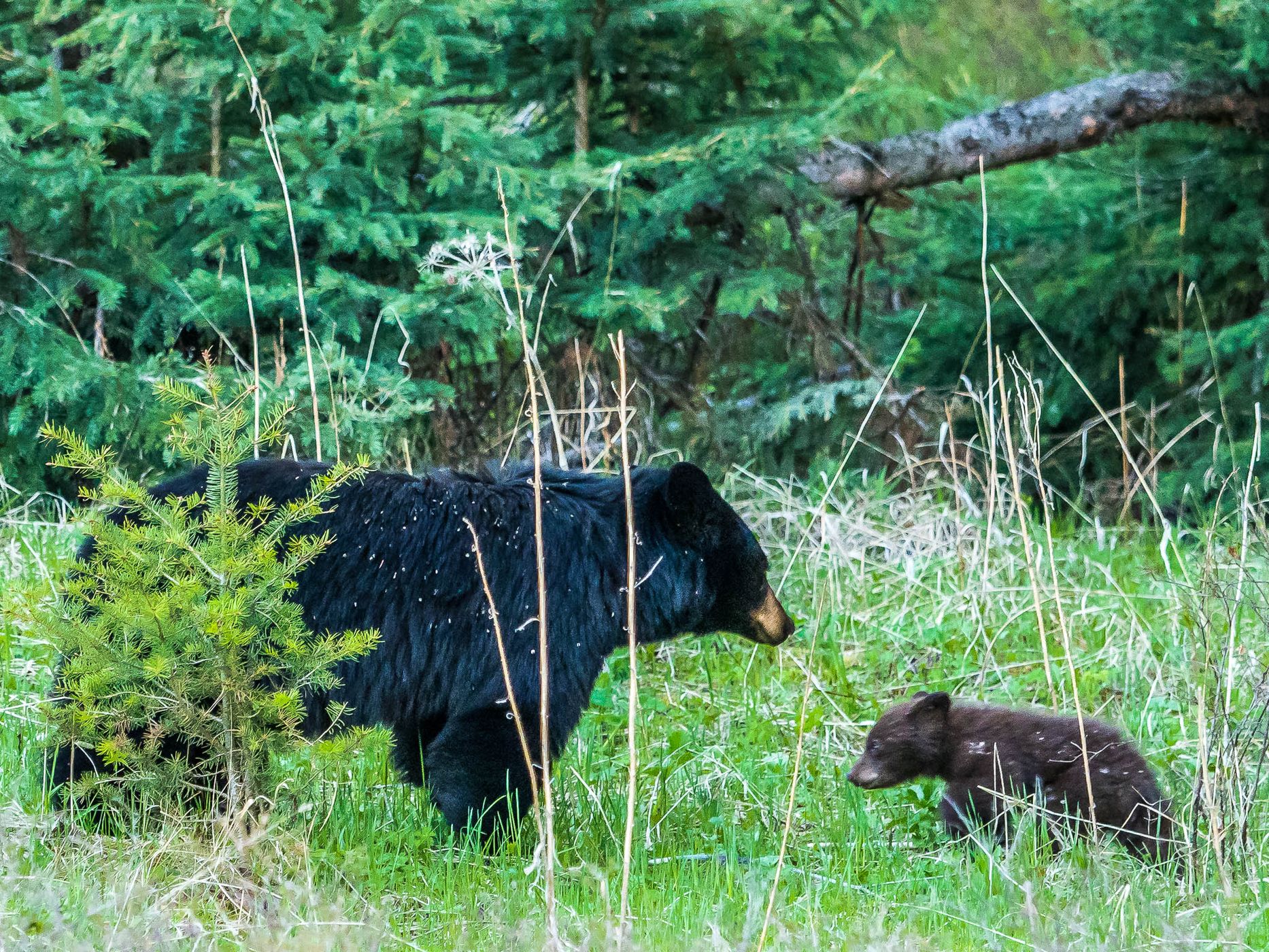 Black Bear and Cub near Tower Junction, USA