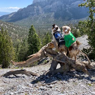 Bristle Cone Pine Trail, USA