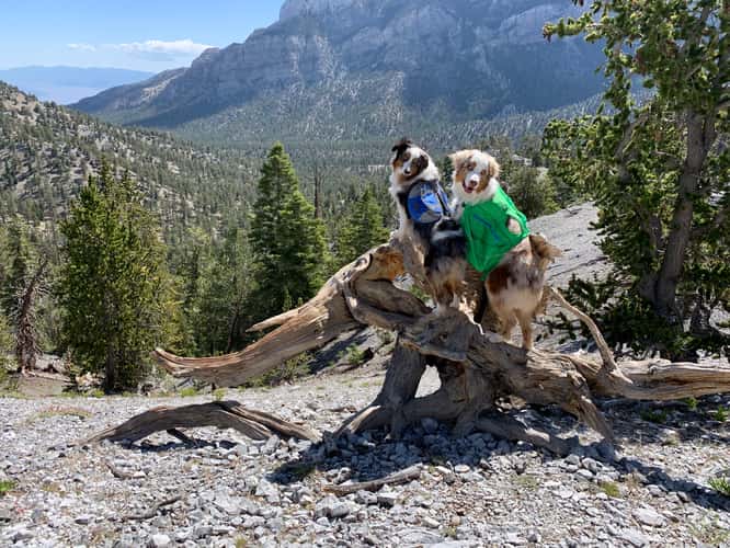 Bristle Cone Pine Trail