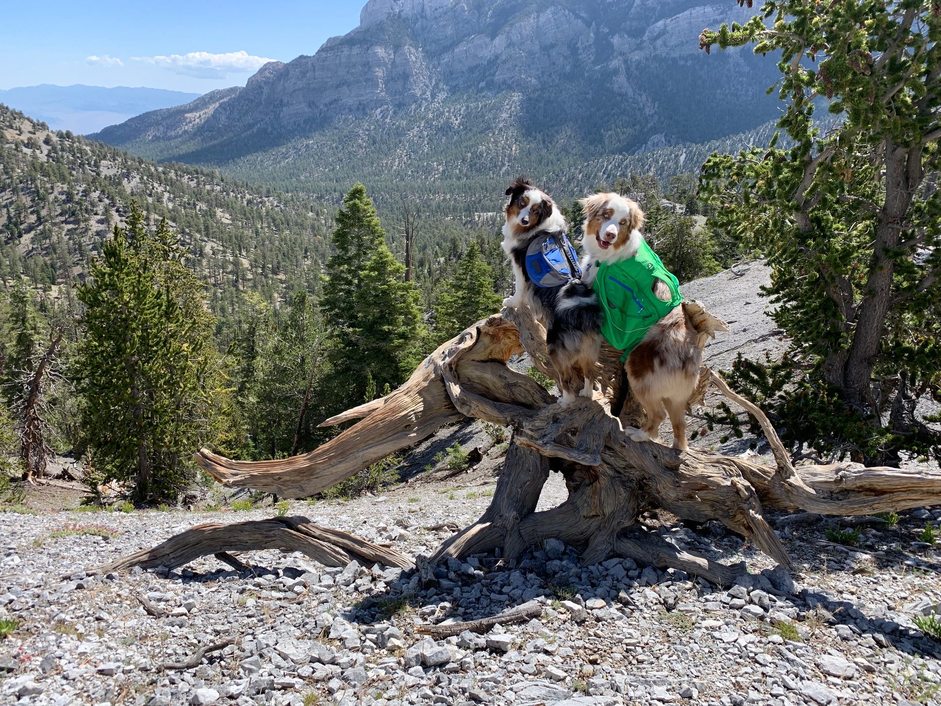 Bristle Cone Pine Trail, USA