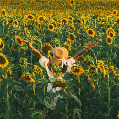 Campo de Girasoles, Spain