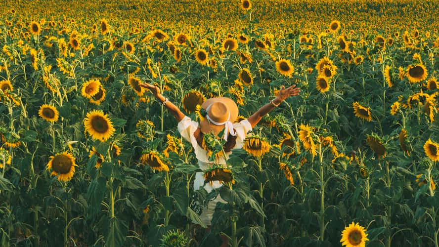 Campo de Girasoles