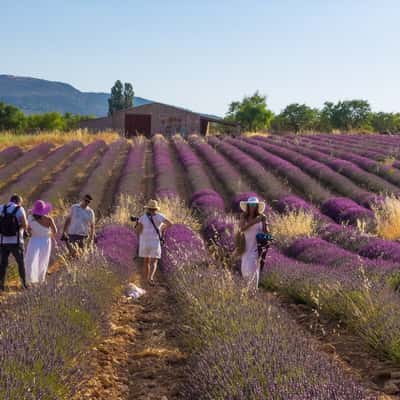 Campos de Lavanda de Zaen, Spain