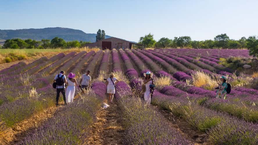 Campos de Lavanda de Zaen