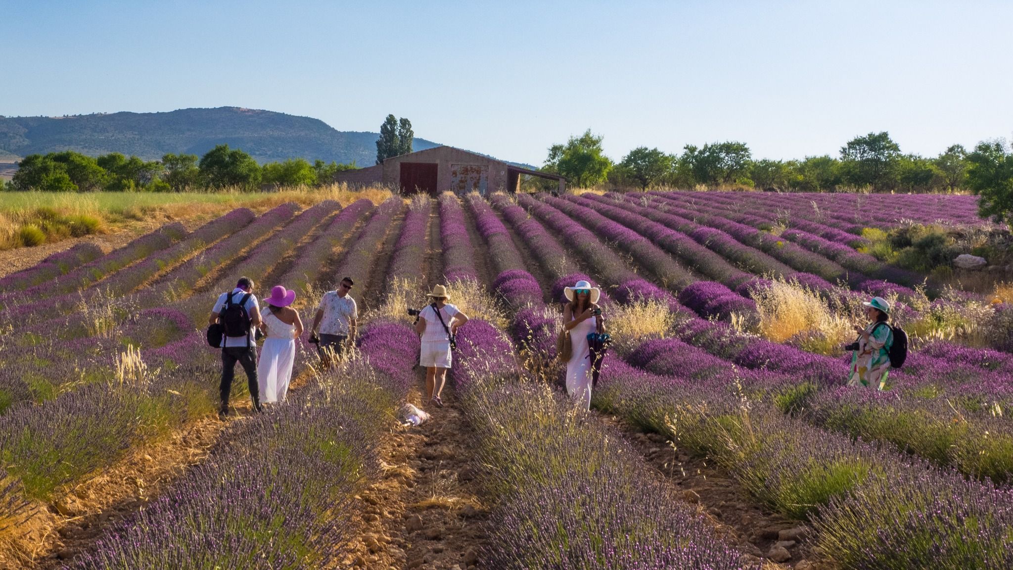 Campos de Lavanda de Zaen, Spain
