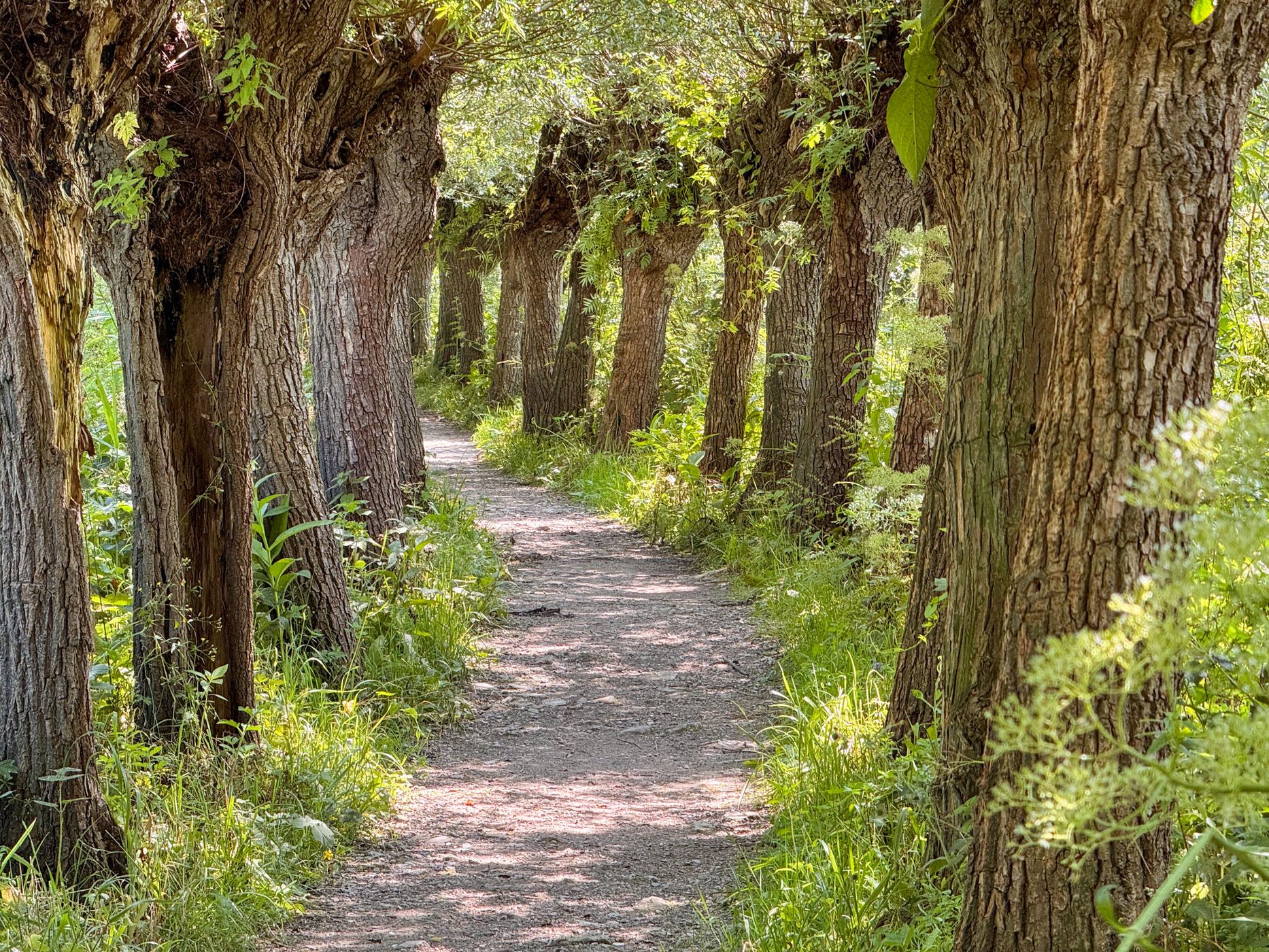 Carnisse Grienden, Netherlands
