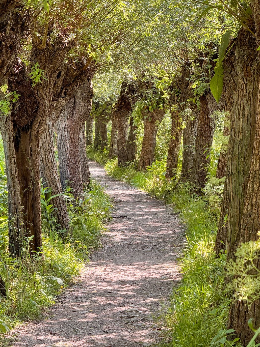 Carnisse Grienden, Netherlands