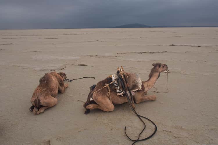 Danakil desert