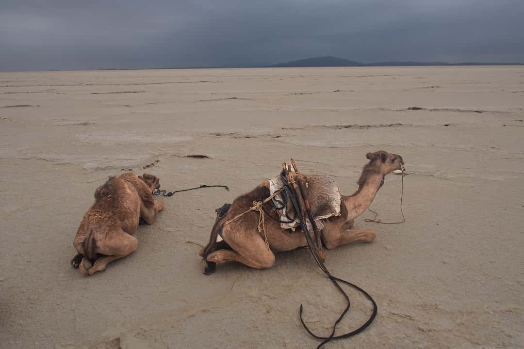 Danakil desert, Ethiopia
