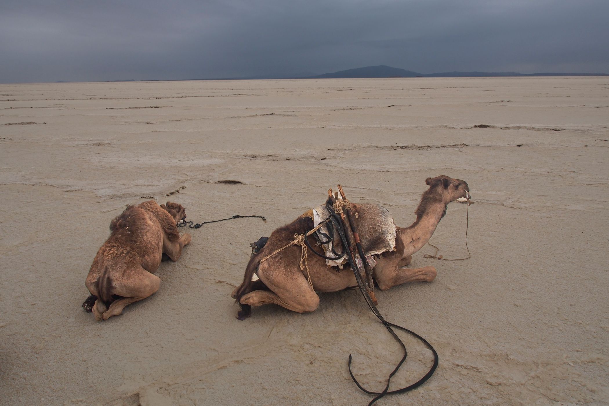 Danakil desert, Ethiopia