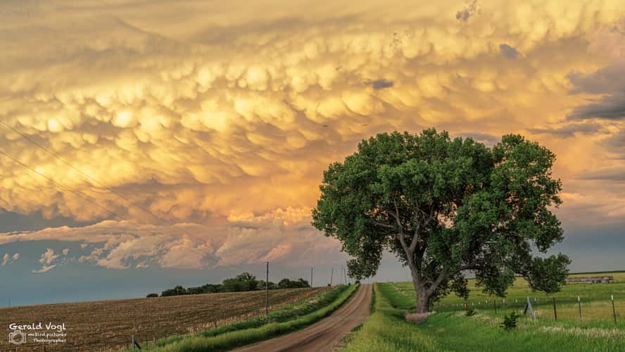 Einsamer Baum in South Dakota - USA
