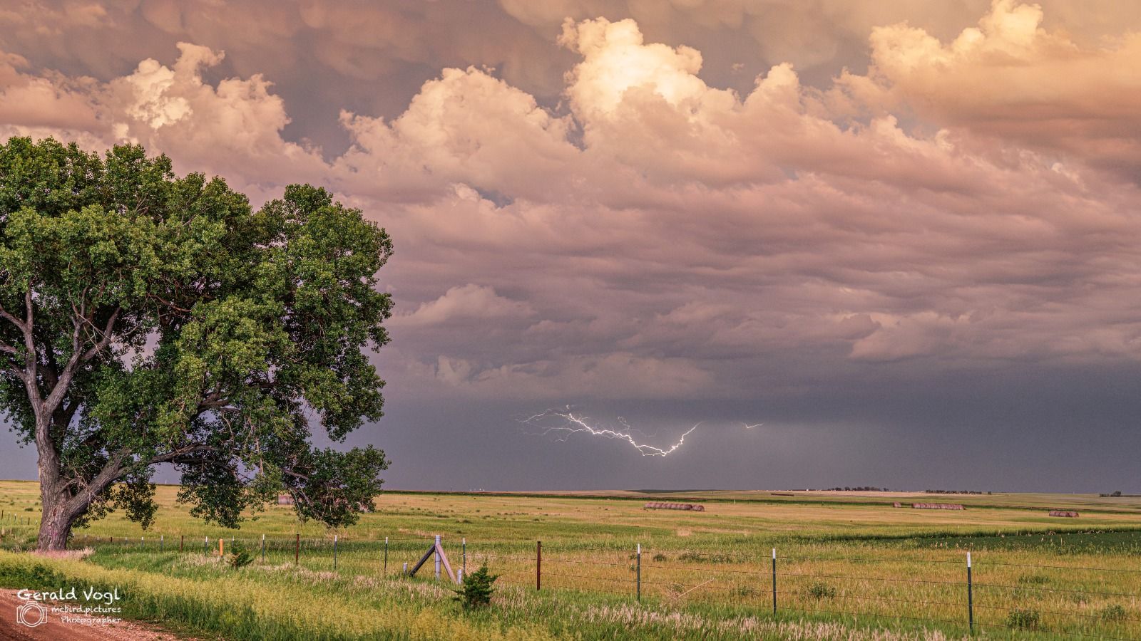 Einsamer Baum in South Dakota - USA, USA
