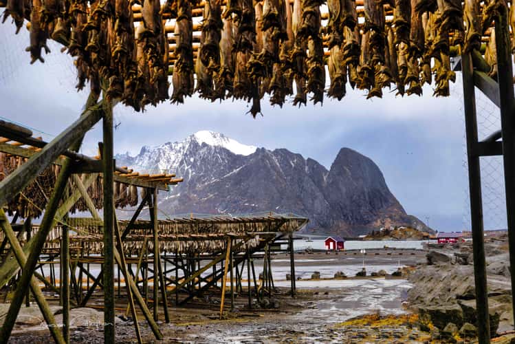 Fish Racks Reine
