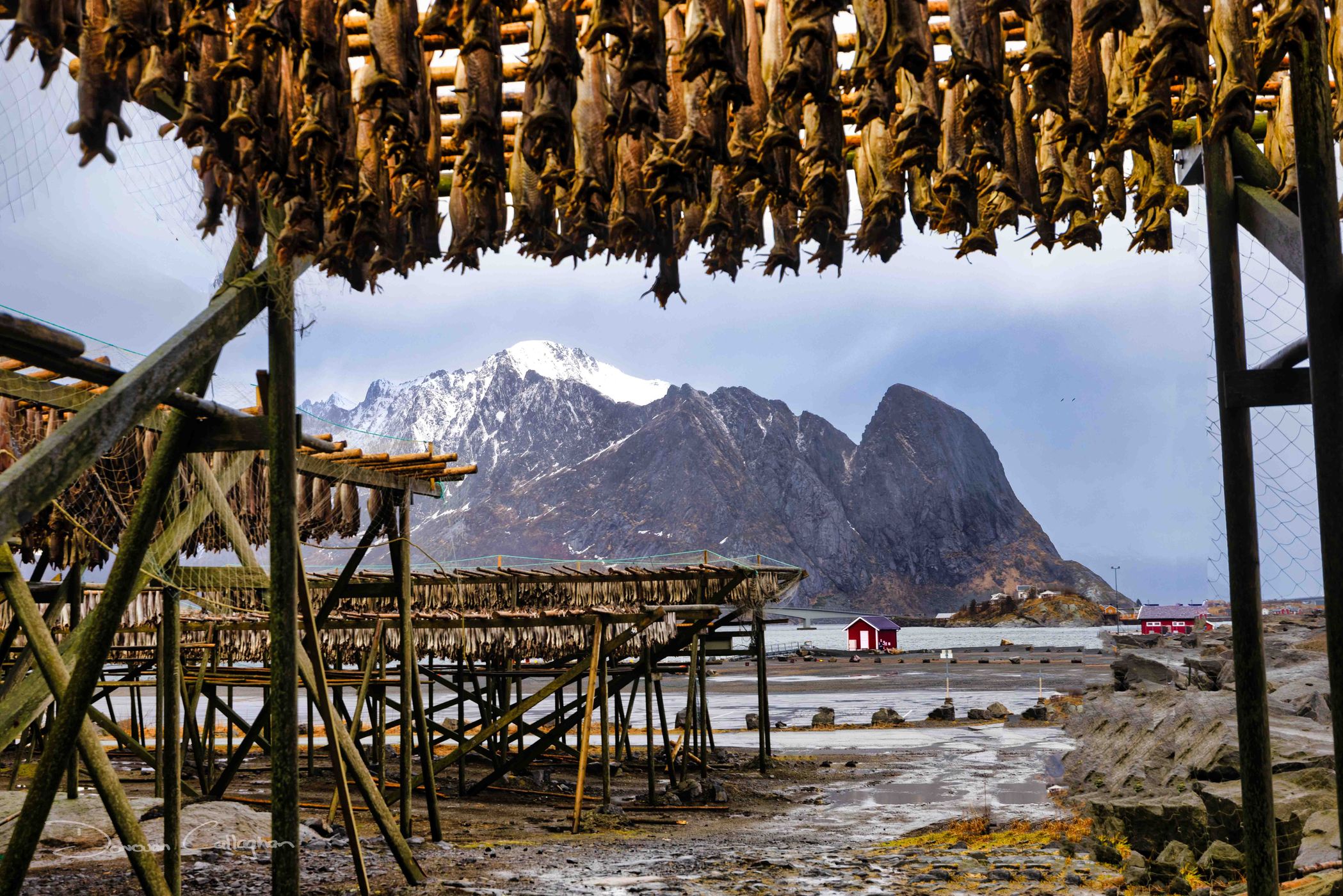Fish Racks Reine, Norway