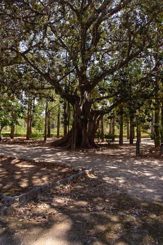 Orto Botanico di Palermo