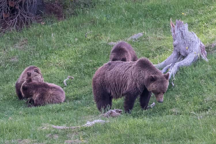 Grizzly Family in Yellowstone