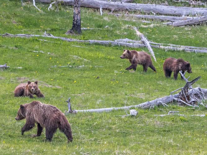 Grizzly Family in Yellowstone