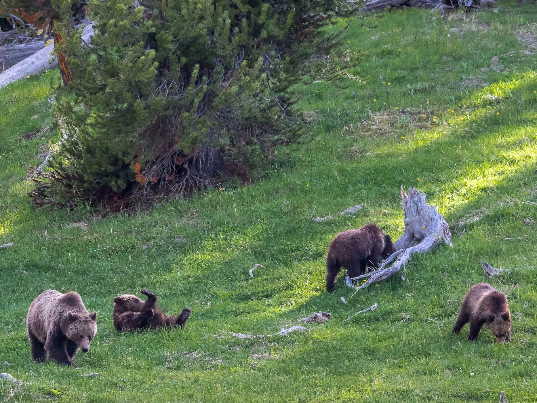 Grizzly Family in Yellowstone, USA