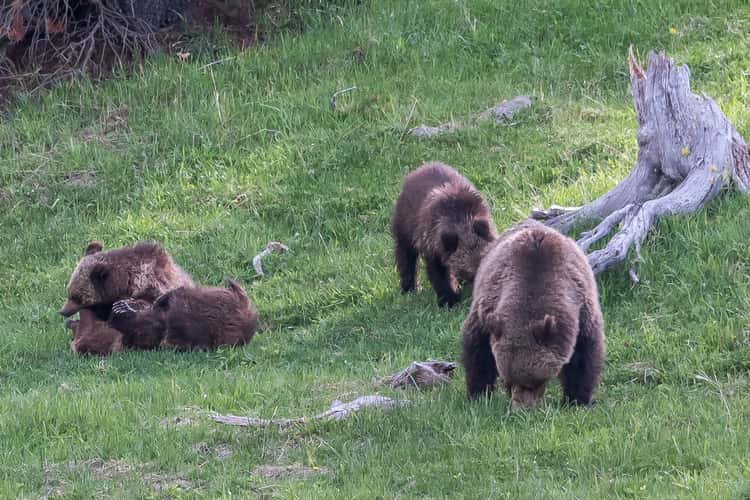 Grizzly Family in Yellowstone