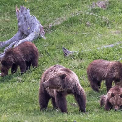 Grizzly Family in Yellowstone, USA