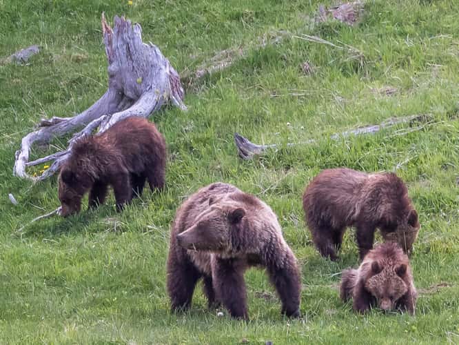 Grizzly Family in Yellowstone