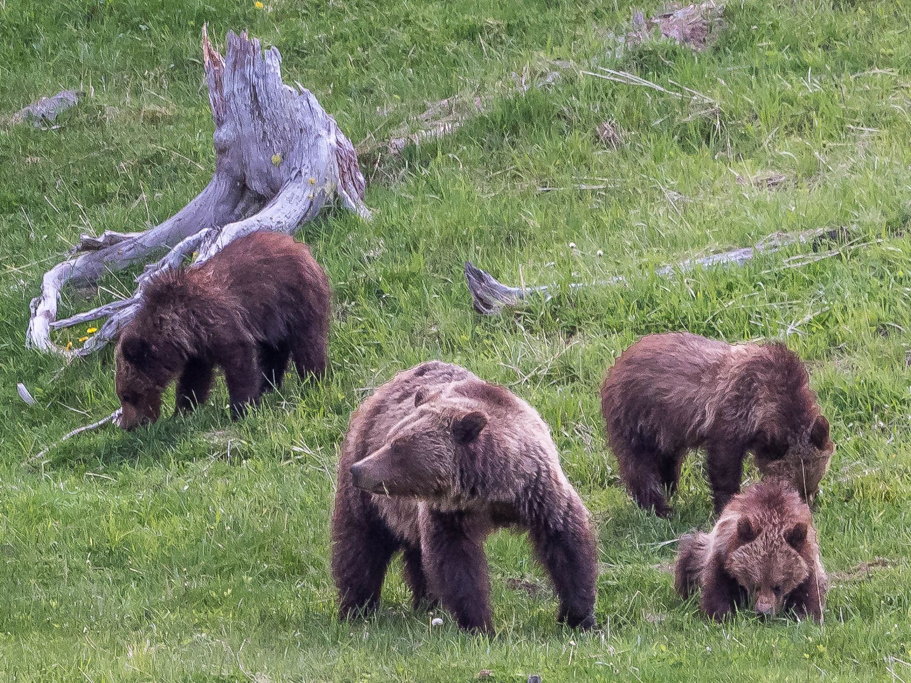 Grizzly Family in Yellowstone, USA