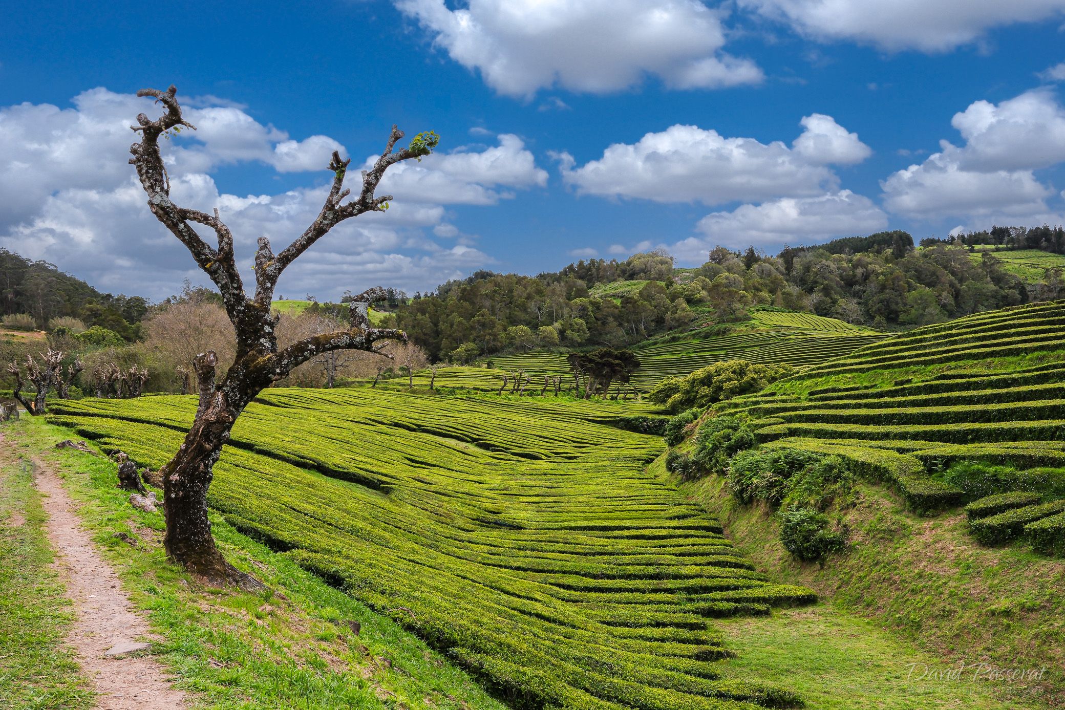 Hills of tea plantation in Chá Gorreana, Portugal