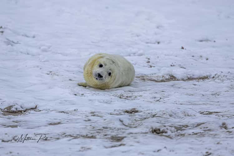 Junge Kegelrobbe im Winter auf der helgoländer Düne