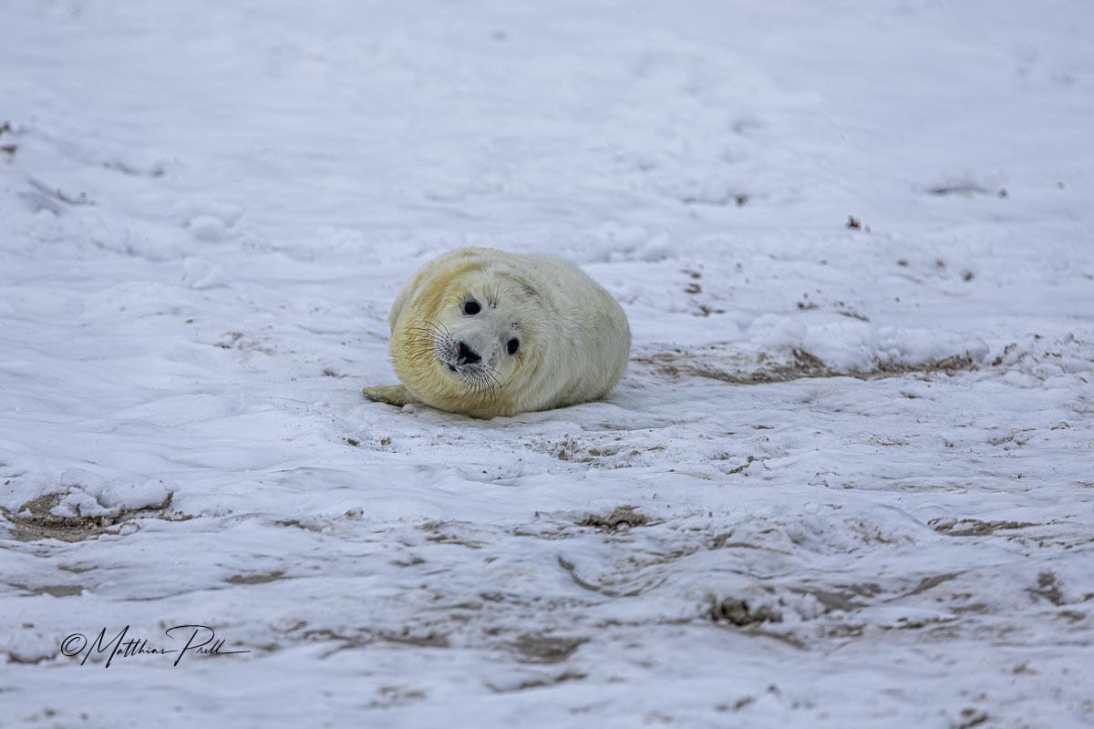 Junge Kegelrobbe im Winter auf der helgoländer Düne, Germany