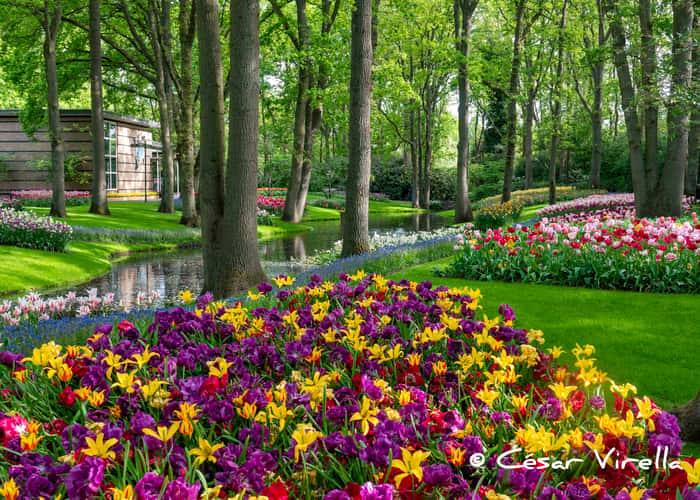 Keukenhof