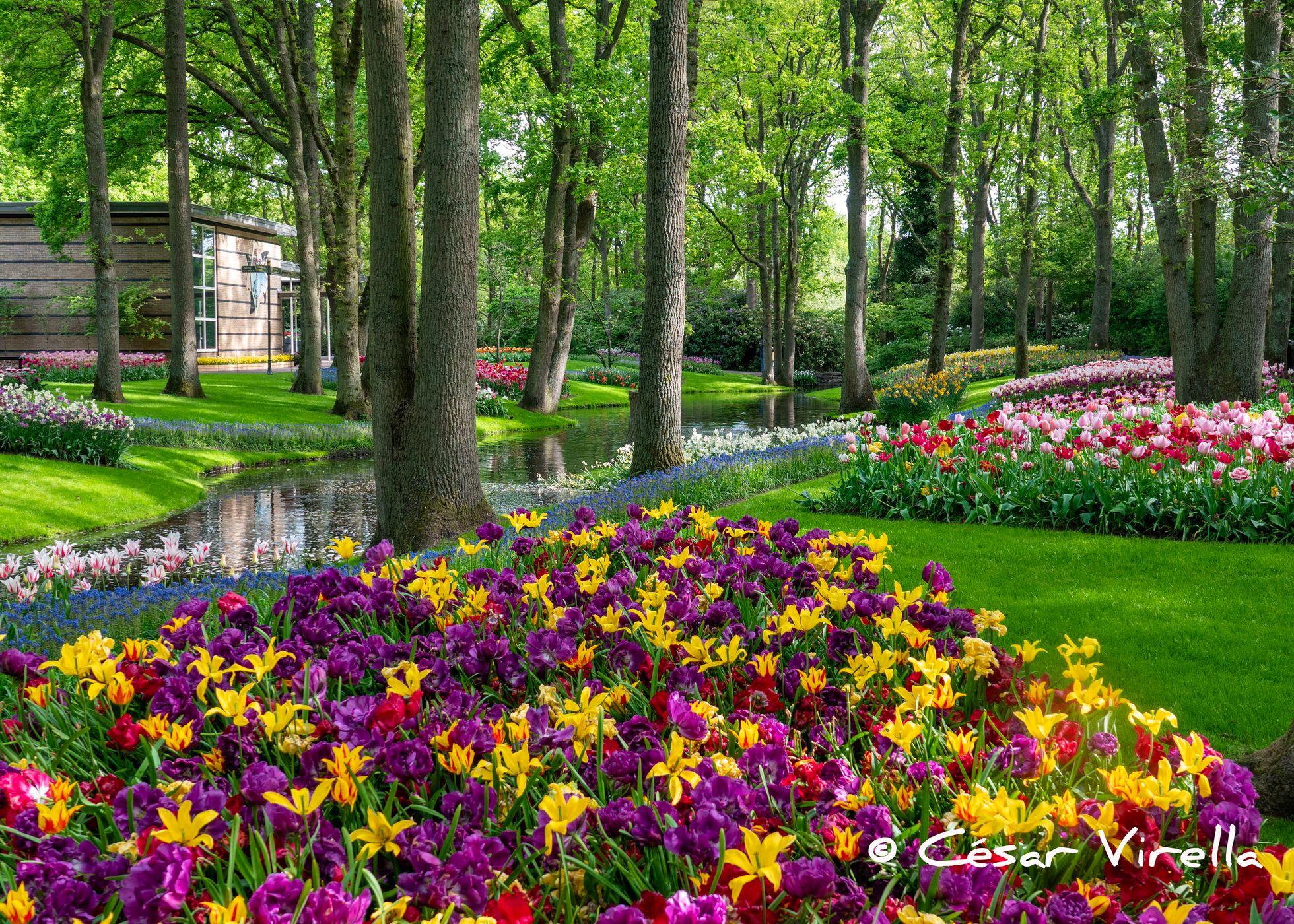 Keukenhof, Netherlands