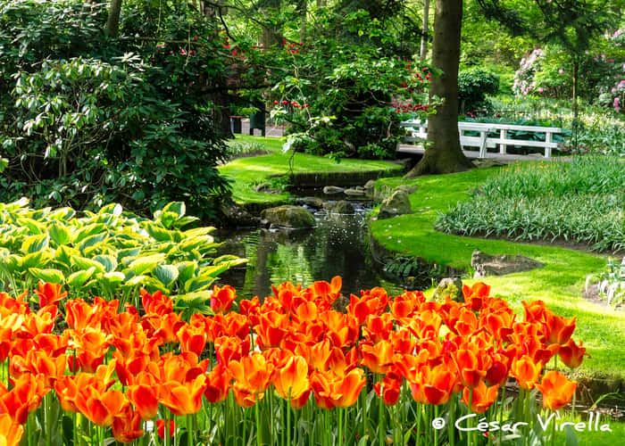 Keukenhof