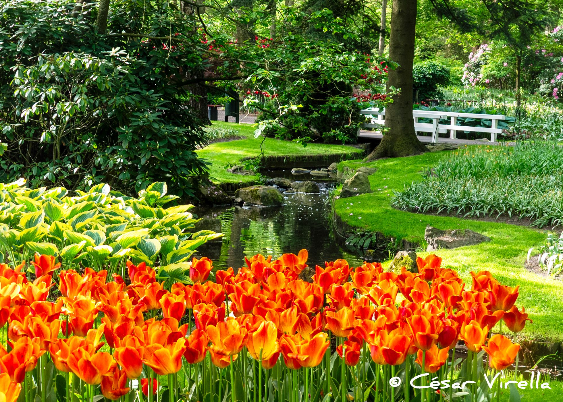 Keukenhof, Netherlands