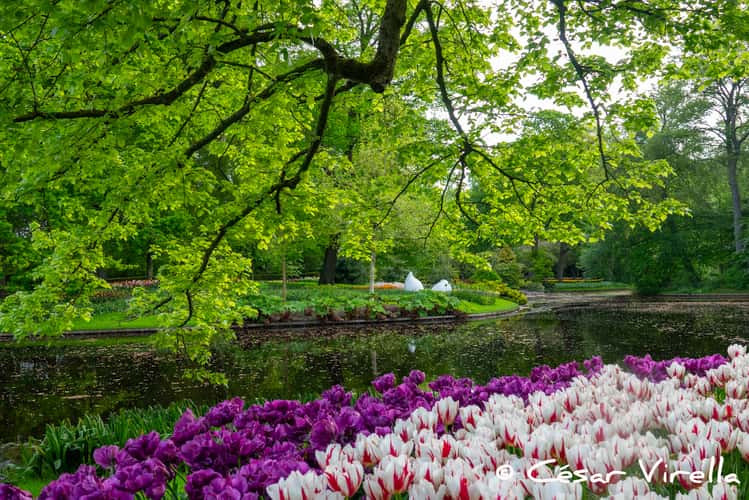 Keukenhof