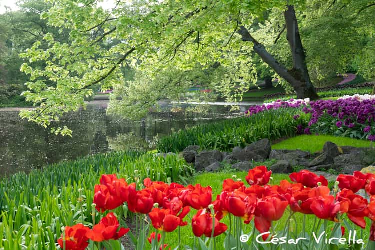 Keukenhof