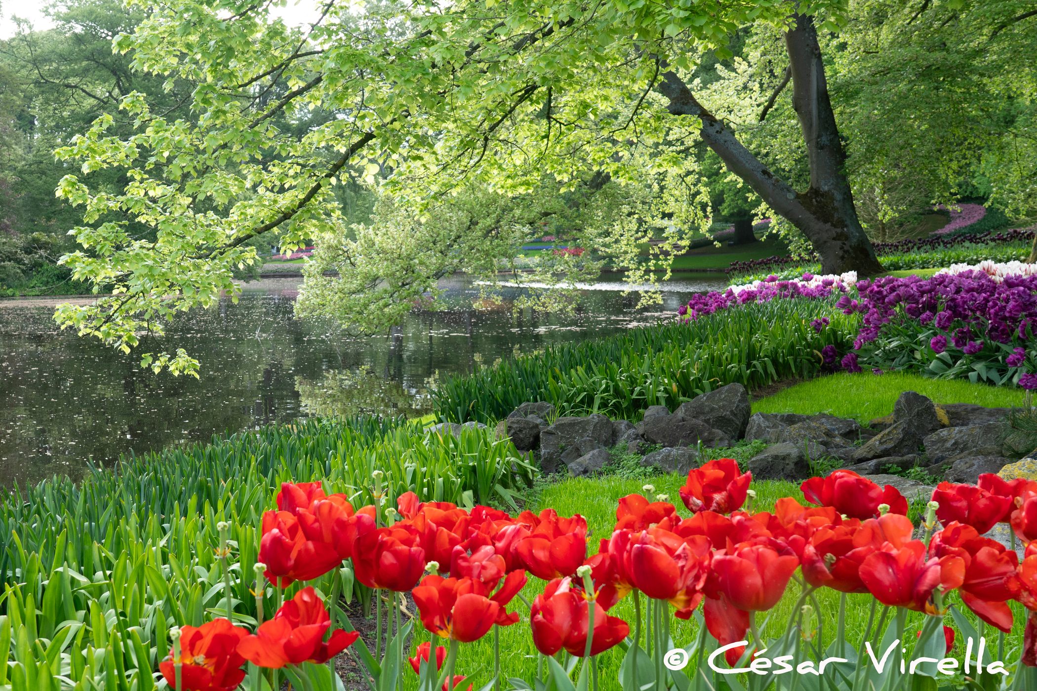 Keukenhof, Netherlands