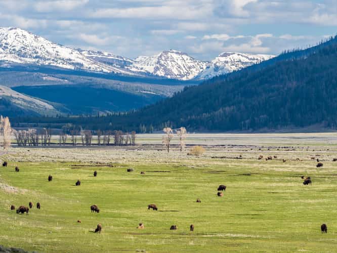 Lamar Valley