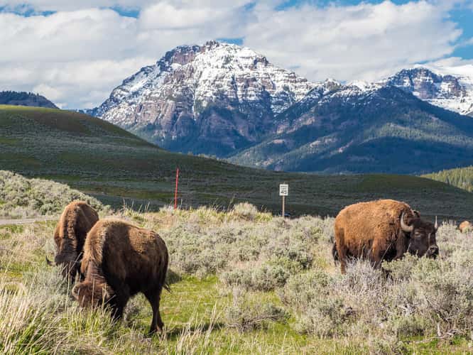 Lamar Valley