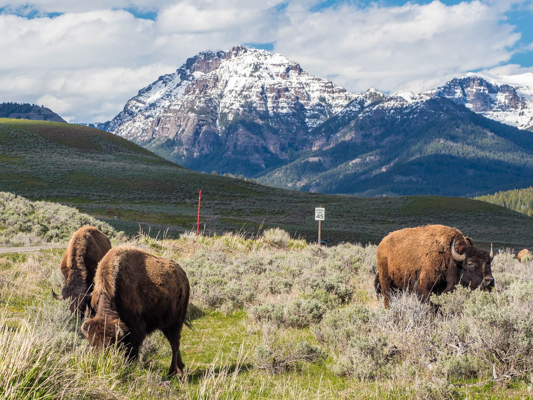 Lamar Valley, USA