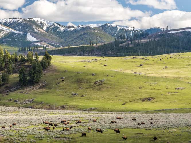 Lamar Valley