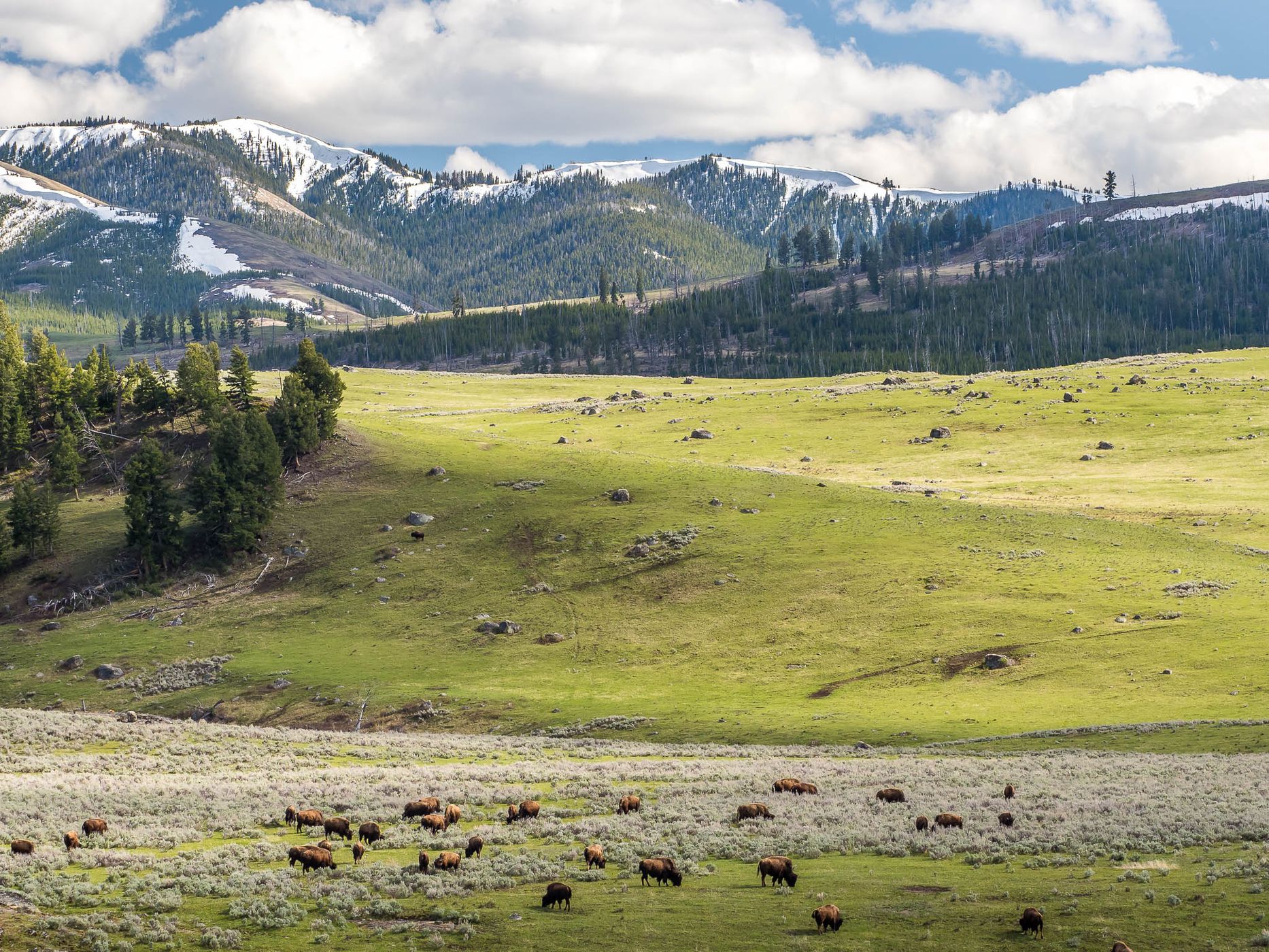 Lamar Valley, USA