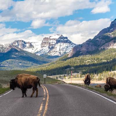 Lamar Valley, USA