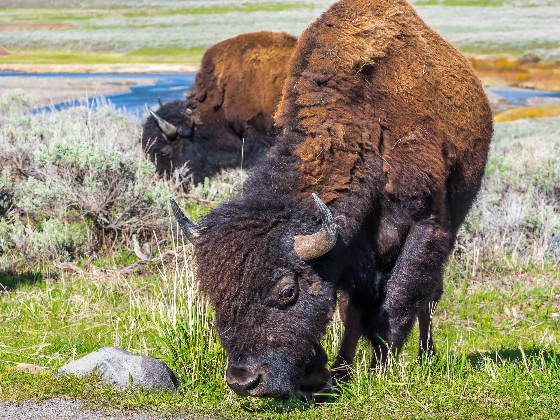Lamar Valley, USA