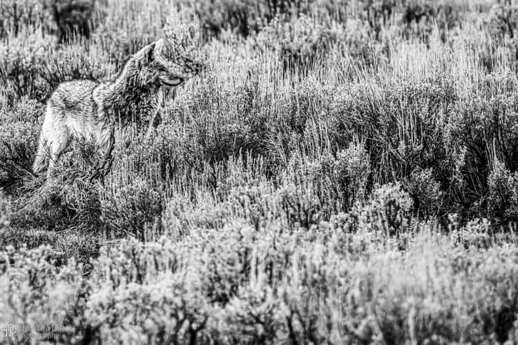 Lamar Valley Yellowstone
