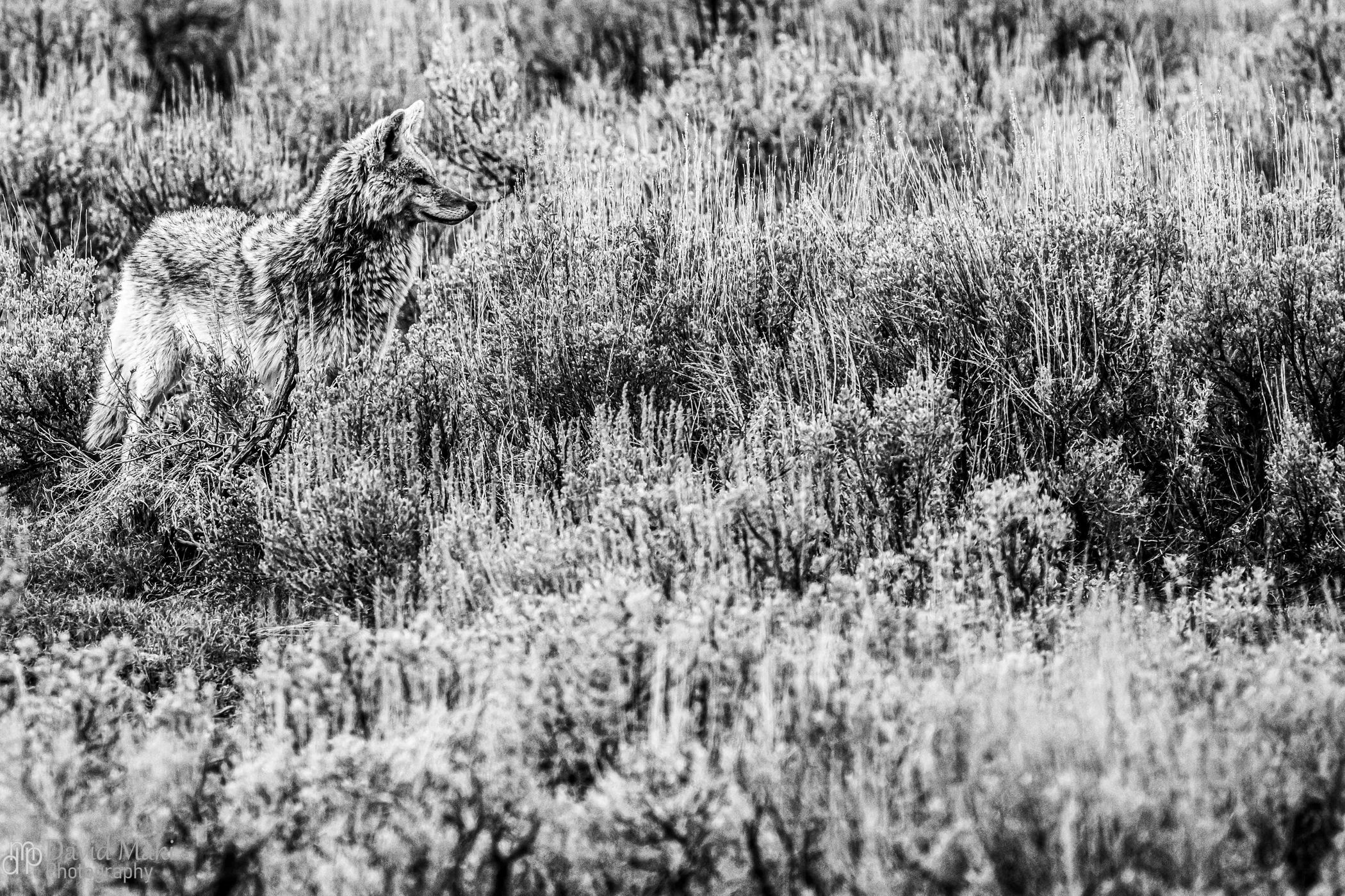 Lamar Valley Yellowstone, USA