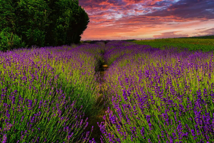 Lavender Field