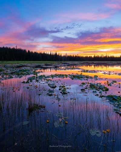 Lily Lake