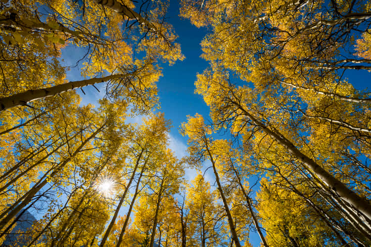 Maroon Bells
